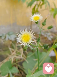 總是執著于未來，
而馬虎當下，
就會陷入迷茫。配圖