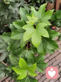 每個人都有自己活著的內在需求和動機，都值得被尊重，只是呈現的方式不同而已。而心理咨詢工作者就是一面鏡子，讓你被當下困擾卡住的時候很好的看見那部分真實的自己的需求和情緒，接納和擁抱當下的自己，來更好、更真實的活出屬于自己生命的獨一無二的精彩。配圖