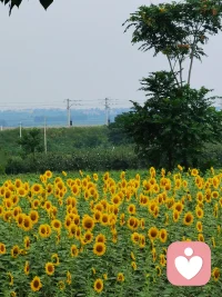 向陽而生，心情和身體都會被溫暖到。有裂縫是光照進來的地方，不完美才完整，微笑面對，活出有人性的《美麗人生》。配圖