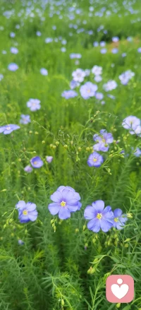 让生活节奏慢下来，去感受，去链接身边的万物，也许你会找到生命的意义。配图