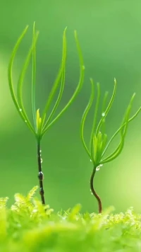 心理咨詢師的共情有助于減少來訪者的防備心和羞恥感，幫助 Ta 調(diào)節(jié)自己的情緒，從而鼓勵 Ta 的自我表達(dá)和精神冒險。在心理咨詢師的幫助下，來訪者對眼下的困難有了更強(qiáng)的意識和更深的體會，并根據(jù)自己的本性和真實感受做出決策。配圖