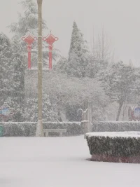 鵝毛大雪，洋洋灑灑，白茫茫，純潔的有木有很治愈呢配圖