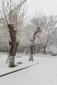 鵝毛大雪，洋洋灑灑，白茫茫，純潔的有木有很治愈呢配圖