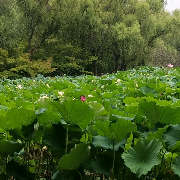 夢.心理