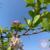 听风的秘密