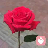 I love you

我愛你

1. 漢語 --> 我愛你

2. 英語 --> I love you (愛老虎油)

3. 法語 --> Je t`aime,Je t`adore（也帶嘛）

4. 德語 --> Ich liebe Dich (衣西里拔弟兮)

5. 芬蘭 --> Minarakastan sinua (明那拉卡司談洗奴娃)

6. 荷蘭 --> IK hou van jou (阿榮吼范丸)

7. 捷克 --> Miluji te (米盧急特)

8. 丹麥 --> Jeg elsker dig (接個愛死替個)

9. 緬甸 --> chit pa de (起拍得)

10. 日本 --> あいしてる (阿姨兮帶路)

11. 韓語 --> ??? (3朗嗨喲)

12. 泰國 --> Ch`an Rak Khun (千軟昆)

13. 越南 --> Em ye`u anh (女生對男生：愛也有阿禾)配圖