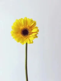 什么叫做同理心

同理心（Empathy），又叫做換位思考、神入、共情，指站在對方立場設身處地思考的一種方式，即于人際交往過程中，能夠體會他人的情緒和想法、理解他人的立場和感受，并站在他人的角度思考和處理問題。

主要體現在情緒自控、換位思考、傾聽能力以及表達尊重等與情商相關的方面。配圖