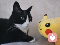 一個小故事。
說每個人內(nèi)心都有兩頭狼。一頭叫美好。它是喜樂，仁愛，和平，忍耐，恩慈，良善，信實，溫柔，節(jié)制，誠懇，關心，同情。另外一頭狼是邪惡。它是憤怒，嫉妒，愁悶，反悔，貪婪，驕傲，自憐，罪惡感，反對，仇視，欺騙，虛偽。
這兩頭狼，都爭著想要長大。而哪一頭會成長，取決于你去喂養(yǎng)哪一頭。配圖