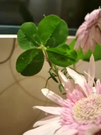 我一直想著有那么一個人，原來這個人是你呀！元旦快樂！配圖