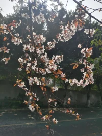 自我提升（對正面、褒揚反饋的渴望）和自我證實（對與自我概念一致的反饋的渴望）的動機和諧地出現在喜歡自己和有正面自我概念的人們身上。但是對于真正認為自己能力不足和不招人喜歡的人而言，他人的正面評價使他們感覺良好，但卻會威脅到他們的負面自我形象；負面的反饋和批評確證了他們的自我概念，但感覺糟糕。配圖
