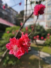 自我表露是向他人透露個人信息的過程。兩個人要變得親近，必須滿足三個條件：一是雙方進行有意義的自我表露。二是對彼此的個人信息有興趣和同理心。三是雙方都認識到另一方具有應答性。判斷伴侶是理解和關愛自己的，這是親密關系發展的關鍵要素。配圖