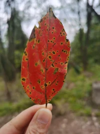 行為描述，是盡可能清楚明白、詳細(xì)具體地指出惹怒我們的特定行為。正確的行為描述專(zhuān)指某一特定事件，不會(huì)涉及普遍性，因而在指出問(wèn)題時(shí)不應(yīng)該使用總懸或從不這樣的詞語(yǔ)。而是使用第一人稱(chēng)陳述來(lái)明確說(shuō)明自己的感受，整合成Ⅹyz陳述，格式為“當(dāng)你在Y情境下做x的時(shí)候＂（標(biāo)準(zhǔn)的行為描述），我感到z（第一人稱(chēng)陳述）。配圖