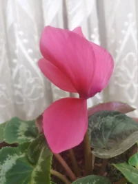 ＂愛情是盲目的”，人們會低估或忽視愛侶的缺點。愛情和友誼的主要差別在于我們的想象－一愛侶是迷人、神秘且有吸引力的，而朋友則不是這樣。浪漫且充滿激情的愛情所具有的喚醒和認知特征包含了波濤洶涌的感情、想象力和理想化，有時還會出現癡迷的情形。配圖