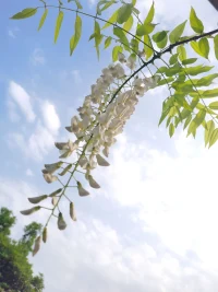 嫉妒分為反應性嫉妒和懷疑性嫉妒兩種類型。嫉妒易感性存在個體差異。在當前親密關系中既感到能力不足，又依賴于親密關系的人會面臨這樣一種處境：他們需要自己的伴侶，卻又擔心自己不夠優秀而無法留住伴侶。癡迷型依戀的人比其他依戀類型的人會體驗到更多的嫉妒。配圖