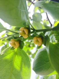 背叛，即我們信任的人做出的討厭的、傷害人的行為，并且在情理上我們根本預期不到這種背信棄義的不端行為。性事不貞、感情不貞和說謊都是常見的背叛行為。面對伴侶的背叛，可以試著用下面的方法來處理：1，勇敢地正視背叛而不否認它的存在；2，以積極的眼光重新解釋背叛，并把它作為促進個人成長的動力；3，依靠朋友，尋求支持。配圖