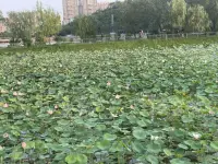 當我們懷著慈悲之心去影響他人，把愛傳遞出去時，你會發現你的內心變得更加平和。配圖