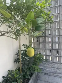 積極的人性觀，有三種常見的對人的意象：
一種是把人看成是一張紙
一種是把人看成是一個容器，
另一種是把人看成一個礦藏，請問你喜歡哪個對人的意向？
是白紙，是容器還是礦藏？在這里，白紙的意象其實是帶有一點悲觀屬性的，因為一旦白紙被揉皺了，或者被落上了污點，它基本上就很難再恢復原樣了，那容器的意向是帶有一定的限制性的屬性的，你選擇了裝這樣的東西，你就沒辦法再裝另外一個東西了，你常常會體會到無奈，不認為可以將生活的各個方面都進行照顧，關于礦藏的意象則有些不同，他是一個積極的人性觀，他認為人生而高貴，擁有寶貴的品質和能力，人人是自我具足的，有潛能可以幫助自己，即使遭遇沖突和挑戰，即使暫時不能做得更好，也只是因為寶藏蒙塵和尚未挖掘而已，    當我們邀請他人對人的意象與礦藏這樣的積極的人性觀進行討論的時候，我們就可以評估他人原來擁有什么樣的人性觀，也可以幫助他人去看到他自己的資源。配圖