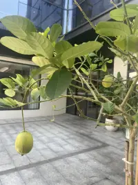 焦慮型依戀人格是心理學依戀理論中的一種說法，屬于非安全型依戀，是依賴型人格障礙。

依戀是人際間在感情上甚為接近而又彼此依附的情形，是個體在生命進程中與重要他人建立的強烈、持久和親密的情感聯結。廣義的依戀對象包括戀人、配偶、同伴等，時間包括幼兒期、兒童期、青少年期、成人期等人生所有發展階段。

依戀的基本特征是個體與依戀對象在一起時感到安全、愉悅，而在面臨分離時則會產生分離焦慮。

焦慮型依戀人格會對依戀對象表現出過度關注，并且會十分在意他們的行為，會害怕與依戀對象分離，并且抗拒分離，一旦分離會十分焦慮。

焦慮型個體缺乏足夠的心理資源去探究未知環境和應對壓力與危機，他們不自信、退縮、對社會交往不適應，一旦危機與挑戰出現，會覺得不能應付，由此產生緊張，焦慮的負性情感。配圖
