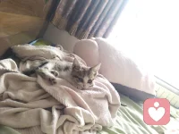 在那些被陰霾籠罩的日子里，我遇見(jiàn)了它——一只流浪的小貓。它怯生生地窩在角落，瘦弱的身軀讓人心疼。我把它抱回了家，從那以后，它就成了我生活里的小太陽(yáng)。
 
每天清晨，它會(huì)跳上床，用濕漉漉的鼻子蹭我的臉，把我從睡夢(mèng)中喚醒；夜晚，它會(huì)安靜地趴在我的腿邊，陪我度過(guò)漫長(zhǎng)的時(shí)光。它不會(huì)說(shuō)話，卻用柔軟的身體和溫暖的陪伴，無(wú)聲地治愈著我。配圖