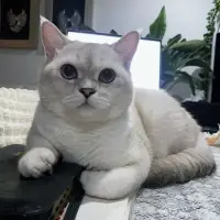 什么是博弈思維
博弈思維指的是在兩性關(guān)系中，兩個(gè)人相互較量，相互PK。你有你的思維和想法，我也有我的原則和框架，我不會輕易服從你設(shè)定的規(guī)則。男女之間的博弈不是一種你好我好大家好的游戲，而是要么你征服我，要么我征服你。只有通過這種互相博弈，才能真正了解對方，建立穩(wěn)定的關(guān)系。配圖