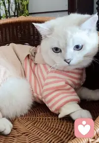 年紀(jì)輕的渴望愛情，
長大了的向往自由，
年長的沉迷權(quán)力。
-《和平飯店》配圖