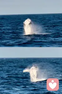 我將于茫茫人海中訪我唯一靈魂之伴侶；
得之，我幸；不得，我命。
 —-徐志摩配圖