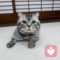 只要夠強，就可以天真.配圖