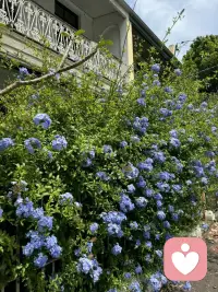 婚姻無非就三樣，相對穩定的兩個人一起吃、一起睡、一起聊。吃，經濟利益；睡，生理需求；聊，靈魂伴侶。只要占一樣，婚姻就能茍延殘喘，占兩樣就可以比較穩定，占三樣就可遇而不可求。若一樣都不占，就沒必要繼續相互捆綁了，不然圖什么呢？
——-楊絳配圖