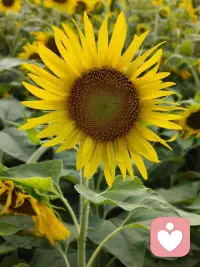 早安！十一月你好。
人間忽晚，山河已秋。
一個轉身，秋天成了風景，冬天成了期待。
好好生活，慢慢相遇。
希望十一月，一切安好。
愿所有美好都如期而至，
愿所有幸運都不期而遇，
愿這個秋天所有的遺憾，
都是冬天里驚喜的鋪墊。配圖