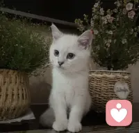 愛是一種生命之道.
我們要學會付出和收獲，而不是陷入與沉淪.
——-歐文·亞隆配圖