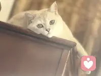 梦境所反映的画面、幻想等，都是做梦者心中所向。
———-阿德勒

阿德勒告诉我们，梦境反映了我们内心的渴望和恐惧。通过解读梦境，我们可以更好地了解自己的内心世界和需求.配图