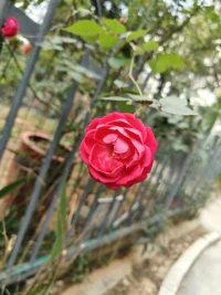 自卑在心理學(xué)中的更為準(zhǔn)確的表達(dá)是——低自尊，是一個(gè)人在關(guān)系中感到挫敗時(shí)的狀態(tài)。當(dāng)我們與人相處時(shí)，如果感受到的更多的是挫敗感，那么我們就很難在這段關(guān)系中獲得成長和變得自信。關(guān)系中的挫敗感有很多，一方面來自于重要他人的否定、忽視、指責(zé)、拒絕等等；另一方面來自于對重要他人所抱有的期望和恐懼。我們對他人抱有期望，期望別人能夠看到、理解、擁抱我們。當(dāng)我們的期望落空時(shí)，就會感到沮喪和受挫；我們對他人抱有恐懼，害怕讓重要某人失望。當(dāng)重要某人對我們感到失望時(shí)，我們就會感到沮喪和受挫。配圖