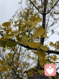 從心理學角度來看，原生家庭指的是一個人出生和成長的家庭，通常包括父母、兄弟姐妹以及其他主要撫養人。
 
原生家庭對個人有著多方面的重大影響：
 
- 人格塑造方面：在原生家庭中，父母的教養方式、家庭氛圍等會極大地影響個體人格的形成。例如，民主型的教養方式可能培養出自信、獨立的人格；而專制型教養方式可能導致個體缺乏自信、過于順從。
- 情感模式方面：原生家庭中的情感交流模式會影響個體日后的情感關系。如果在原生家庭中經常感受到關愛和支持，個體在成年后可能更容易建立健康的親密關系；相反，如果原生家庭中充滿沖突和冷漠，個體可能在情感關系中表現出不安、回避等問題。
- 價值觀形成方面：原生家庭的價值觀、道德觀會潛移默化地傳遞給個體。家庭對教育、工作、金錢等的態度會在很大程度上影響個體的價值觀取向。
- 行為模式方面：個體在原生家庭中學會的應對問題的方式和行為模式也會延續到成年生活中。比如，在一個習慣于用爭吵解決問題的家庭中成長的人，可能在面對沖突時也傾向于采取激烈的方式。
 
了解原生家庭的影響，有助于個體更好地認識自己，理解自己的行為和情感模式，并在必要的時候通過自我成長和心理治療等方式來克服原生家庭帶來的負面影響。配圖