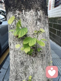 當(dāng)你去衡量，做一件事是出于愛還是恐懼時(shí)，你的心就會(huì)做出選擇。

愛讓人慈悲；恐懼讓人焦慮配圖