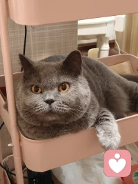 在我們的日常生活中，常常會出現一種被稱為“踢貓效應”的現象。以下是對踢貓效應的具體闡釋：人們在遭受挫折或不滿后，往往會將負面情緒沿著社會關系鏈條由強向弱依次傳遞。就如同一個人在工作中受了氣，回家可能會把怒火發泄到家人身上；家人又可能將不良情緒轉嫁到寵物身上。這種現象是一種消極的情緒轉移，不但不能真正解決引發負面情緒的問題，還可能引發一系列不良后果，如同被踢的貓逃竄可能引發意外事故一般。它提醒我們要學會管理自己的情緒，避免陷入這種惡性循環。配圖