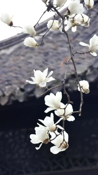 于生活的漫漫征途之中，我们时常探讨善良的真谛。很多人以为只要心怀善意便是善良，殊不知，毫无锋芒的善良，不过是懦弱的伪装，并非真正的善良。真正的善良，应如破土而出的春芽，能冲破黑暗，蕴含着坚韧的力量；又似熊熊燃烧的火炬，在传递温暖时，有着驱散阴霾的果敢。配图