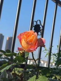 今日反思:
昨天我去发快递，快递小哥说:这个不便宜哦！我说要多少钱？他说按体积算，我又问:怎么个算法呢？他很不耐烦的说:你又不懂，问那么多干嘛？听这话，我开始有点不舒服了。但还是贴着脸问到底要多少钱呢？
他又很大声说按体积算，不是按面积算。看他还是不说价格，我也火了，体积怎么算啊？长*宽*高多少钱起价，他还是不说价格，继续说道你又不懂。
​这时，我的情绪上来了，指着他问：你发不发？他说：我不发，你找里面的人给你发！
当场气的拿着东西就走了，后来找了几家快递也说不发，这时我才开始注意到：
【你与人交流时，你先接住的是情绪还是信息，如果接住的是情绪，事情就只会随着情绪的不稳定发展，如果你接住的是信息，那就会按信息的不对称去发展】这就是原因！
你学会了吗？[玫瑰][玫瑰][玫瑰]
​配图