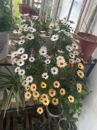 今天早上在圖書館和往常一樣準備用朗讀的方式增加點記憶力，結果讀到一半，一個男人嗖的一下子，不知道從哪個角落跳出來，手握拳頭，行駛如風的朝我走來，惡狠狠的對我說:你能不要在這里讀書嗎？這里是圖書館，你以為是你家啊，心里沒點數嗎？
?我當時看就愣住了，為了不必要的矛盾，我沒在繼續讀了，但他好像有語言暴力，結果又來了一句:什么東西？
?這時，我忍不住了，立馬回到:你能閉嘴嗎？你叫我不讀，我不讀就是，你干嘛罵人啦！再說了讀了一會書就耽誤你干國家大事嗎？心不靜，走哪里都不靜，我本來就不是東西，是人！難道你是東西？這時，保安過來，他沒在出聲。[微笑]
?經過這事，我忽然意識到在處理情緒方面的沖動好斗，易激惹，易怒的這種現象很普遍，很多人都有。如果沒有管理情緒的能力就會給你的生活帶來麻煩，在沖突中既要能展現自我也要能調解自我，這是每一個深處情緒困擾的成年人要面對的問題。配圖