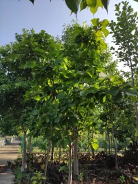 標題：《剛分手就無縫銜接的人渣嗎？》（上）文章：分手后，快速投入一段新戀情，無縫銜接的人，是不是很渣？上次同學聚會的時候，同桌告訴我們，她和啊旭分手了。我很驚訝，一直以來我們都以為他們會結(jié)婚，畢竟5年感情，各方面都非常的合適。她落寞地說到：“是啊，我們也以為。可能感情敵不過時間吧，我們的愛意隨著時間慢慢地消逝了；也可能是感情敵不過現(xiàn)實吧，我們的承諾隨著現(xiàn)實慢慢地放棄了?！蔽野参克骸澳悻F(xiàn)在還好嗎？他看起來好像挺好的?！彼硎緵]關(guān)系，并且啊旭也找到新的女朋友了。我再一次驚訝，話還沒說出口，小k便說：“這么快？這不妥妥大渣男嗎！”同桌笑了笑：“沒有啦，他能找到好的人我也替他高興?！碑斘覀冊诼牭秸l誰誰和誰誰誰分手后，又找到了新對象時，都會有個慣性思維，覺得這個人很“渣”。其實，“渣”是什么意思呢？我們要如何判定“渣”的行為界限？對于“渣”的定義每個人的想法都不同，在我看來，應(yīng)該分為以下情況：對方在感情中做出一些背叛、不忠心等違背倫理道德的行為。對方明知道自己還沒有做好準備，沒有足夠了解你，足夠喜歡你的情況下，仍然對你做出一些越界的行為，草率地表白，談情說愛的新鮮勁兒一過，最終以傷害你為結(jié)果。配圖