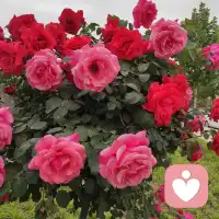 標(biāo)題：《如何在戀愛(ài)中保持長(zhǎng)久的吸引力？》（上）文章：經(jīng)常有人問(wèn)我諸如以下的情感問(wèn)題：“談戀愛(ài)真難，確認(rèn)關(guān)系后不像之前曖昧期的時(shí)候那么美好了。”“她最近好像變得越來(lái)越冷淡，是對(duì)我沒(méi)感覺(jué)了嗎？”“我們以前那么喜歡彼此，為什么現(xiàn)在卻變成了有深仇大恨似的陌生人？”“我要怎么做才能在男朋友眼中一直保持吸引？”“以前他說(shuō)喜歡我可愛(ài)黏人，現(xiàn)在分手是覺(jué)得我可愛(ài)做作，黏人窒息，他怎么說(shuō)變就變？”記得《我的前半生》中，唐晶問(wèn)賀涵為什么愛(ài)上的人會(huì)是羅子君，賀涵說(shuō)：