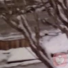 陳