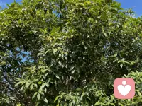 今年雨水缺少，導致桂花開的實在是不怎么樣……配圖