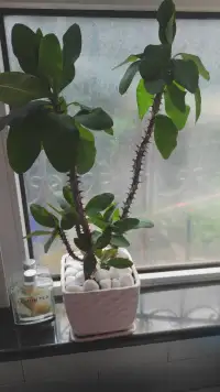 人生是用来体验的，不是用来演绎完美的，慢慢接受自己的迟钝和平庸，允许自己出错，允许自己偶尔断电，带着遗憾拼命绽放，这也是与自己达成和解的唯一办法。希望每个人都能放下焦虑接受属于自己的人生！