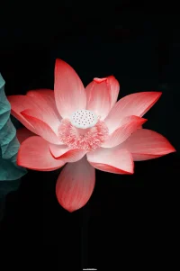值得建立和維系關(guān)系的人：

第一，和自己相似的人，相似的心理價(jià)值；
第二，渴望與TA擁抱的人；
第三，能提供情緒上安全感的人；
第四，舒服的沉默；
第五，在彼此面前是脆弱和柔軟的；
第六，非語言的默契；
第七，彼此塑造配圖