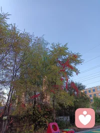 上班時間發現美麗的秋色就在身邊，忍不住停下腳步，留下這美好色彩。正如我們在品味人生的色彩。配圖