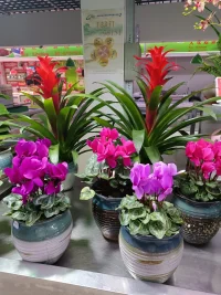 【自我之愛】常用的方式有三種:

一是升華。這是以積極的方式來化解失敗的態度，而不是躲避與消沉。
二是補償。通過發揮優勢來彌補弱勢，或者不斷努力去提升短板，就是補償。
三是幽默。對自己的弱點不是躲避，而是以調侃的方式化解尷尬，提升自我價值。

【自我之愛】可以讓【心理敏感區脫敏】，只有對痛苦不敏感，才能對快樂更敏感。不送走痛苦，快樂就進不入心理空間。一個人可以帶著癥狀去生活，這也是一種生活態度。我們局外人，也要避免戳痛他人的傷口，而是給他人一個拐棍，允許他帶著傷痛去行走。配圖