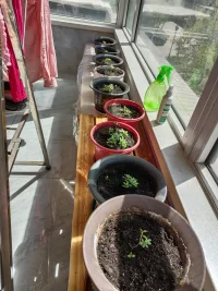 四季花的種子落到土里就會發(fā)芽，生命力非常頑強，從一粒小種子到幼苗，再到大一點的苗，最后成長枝繁葉茂的小樹一樣，并且花色迷人。正如我們每個人的人生，生來具有頑強的生命力，也需要好的土壤去滋養(yǎng)，才能慢慢成長為你想要的樣子……配圖