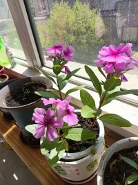 四季花的種子落到土里就會發(fā)芽，生命力非常頑強，從一粒小種子到幼苗，再到大一點的苗，最后成長枝繁葉茂的小樹一樣，并且花色迷人。正如我們每個人的人生，生來具有頑強的生命力，也需要好的土壤去滋養(yǎng)，才能慢慢成長為你想要的樣子……配圖