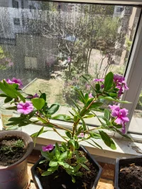 四季花的種子落到土里就會發(fā)芽，生命力非常頑強，從一粒小種子到幼苗，再到大一點的苗，最后成長枝繁葉茂的小樹一樣，并且花色迷人。正如我們每個人的人生，生來具有頑強的生命力，也需要好的土壤去滋養(yǎng)，才能慢慢成長為你想要的樣子……配圖