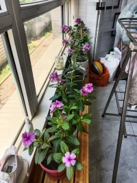 家长与孩子是共生体，父母的焦虑很快会传递给孩子，无论是母亲多一点还是父亲少一点，意识层面都想让孩子好，潜意识里就是负面的能量，这种能量传递给孩子，焦虑的症状或行为后果就形成了。比如:1）每到周末，担心孩子不写作业，完不成作业，导致第二天上学难2）母亲觉得孩子现在的成绩不太好，经常说:没事，姑娘，我们考某某农大就行，那个大学580分就够。3）与他人比较。等等，这些无知识能量与行为早早就传递给孩子了。青春期的孩子出现各种状况。那么怎么办呢？家长怎样能把注意力回到自己的身上，做到身心合一，莫管孩子的事情。把他(她)的焦虑还给他(她)。疗愈自己，慢慢就都会好的。